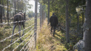 Att hjälpa djur kräver både tid och pengar. Harjus verksamhet finansieras främst genom donationer. En man går längs med ett gallerstaket åtföljd av en älg på andra sidan gallret.