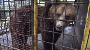 Björnen Teddy innan den hjälptes från sin vånda, på djurparken i Shtip i Nordmakedonien. Djurparker i Finland är förhållandevis bra jämfört med andra länder, men etiken är ändå ett möjligt diskussionsämne. Brunbjörn vid ett galler i sin bur på en djurpark.