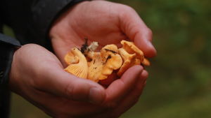 Låt inte pågående jaktsäsong hindra dig från att gå på kantarelljakt! Människa håller kantareller i sina kupade händer