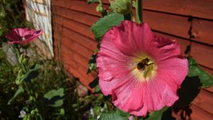 Humla pollinerar en rosa stockros