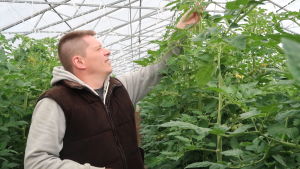 Johan Kinos i växthuset. Johan Kinos sträcker sig mot toppen av en tomatplanta i ett av sina glasväxthus.