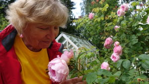 Inger Kullberg doftar på sina rosor i trädgården. Inger Kullberg doftar på en ljusröd ros.