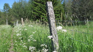 Naturstigen i Kristinestad går genom frodiga ängar. En stig som följer ett stängsel på en sommaräng.