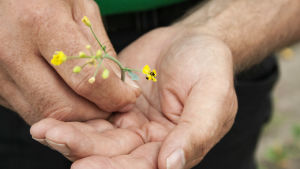 Då man skakar blomman trillar några rapsbaggar ut. tuhoutunut rapsinkukka, jossa rapsikuoriaisia