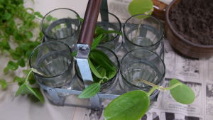 Några sticklingar som lagts i glas med vatten för rotning.