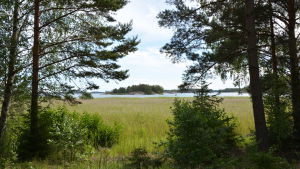 Vy från en skogsglänta på Norrskata. En havsvik full av vass, vid sidan står stora träd och längst bort ser man en liten holme med klippor och skog.