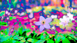 "In all its glory". Qandra Apolonias fotokonst är mer åt det abstrakta hållet. Fotografi: Abstrakt foto av vitsippor i närbild. Färgerna går i ljuslila, starkt rosa och grönt.