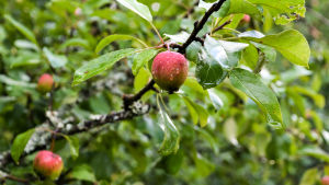 Det här kommer att bli ett riktigt rött och fint äpple av sorten Fuji, eller Tohoku som den också kallas efter den japanska forskningsenheten där äppelsorten är utvecklad. Närbild på ett rådnande äpple i ett träd.