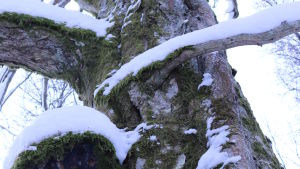 I skogen hittas många sällsynta växtarter Många sällsyntar arter hittas i Białowieżskogen.