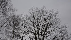 Grått väder? Ta med dig en kompis så går det lättare! Mörka, kala kvistar mot en grå himmel.