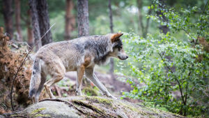 Flera vargobservationer har rapporterats i Tölby-Vikby-området under de senaste dagarna. Varg i skog.