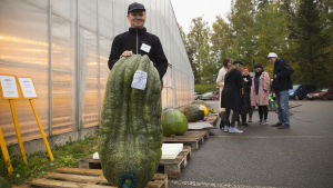 Mika Tiilikainen med sin jättesquash på 52 kilogram. Mika Tiilikainen med en jättesquash.