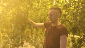Muhamed Omić har inte fått några allergiska reaktioner av att jobba i växthus. En ung man står och håller i en tomatplanta i ett växthus.