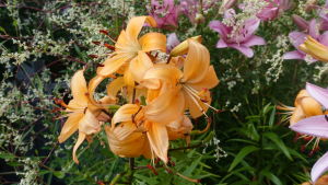 Behöver man verkligen specialjord för alla växter i sin trädgård? Orangea blommor med grön bakgrund.