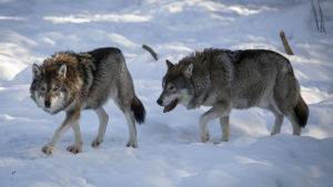 Det kan vara en eller flera vargar som har siktats i Östnyland. De här två är fotograferade i Etseri djurpark. Susi Ähtärin eläinpuistossa