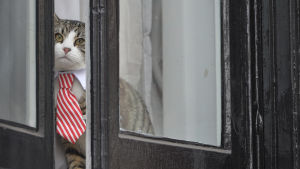 Julian Assanges katt tittar ut genom fönstret på Ecuadors ambassad Julian Assanges katt tittar ut genom fönstret på Ecuadors ambassad