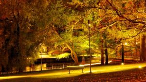 Yksinäinen tyhjä puistonpenkki koskipistossa kelmeissä valoissa syksyllä, puun lehdet kellastuneet. 