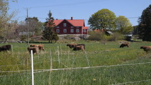 Skärgårdsidyllen på Nötö lockar många turister. Ön hade som mest närmare 300 fast bosatta invånare. Lurviga kor på en äng på Nötö med ett gammalt hus i bakgrunden