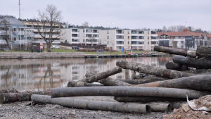 Muddrarna har hittat både stockar och rör på åbottnen. Stockar och rör som man fått upp vid muddringen av Borgå å