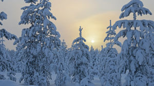 Varje vinter är odelad glädje, anser skribenten Tykkypuita sydäntalven auringossa