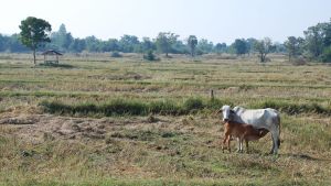 Nordöstra Thailand består huvudsakligen av torra slätter. Alltför få jordbrukare har tillgång till konstbevattning. Ko med kalv i torr thailändsk terräng.