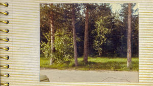 Vanha 1980-luvun albumivalokuva, jossa nurmikonreunassa koivuja ja mäntyjä ja kuvan vasemmassa alalaidassa vähän autoa.