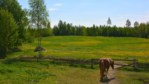 När ska jag få komma ut på ängen? En häst står ut tittar ut mot en äng fylld av grönt gräs och maskrosor