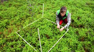 Forskningsingenjör Kaija Puputti räknar blåbären i den kvadratmeterstora provrutan. Forskningsingenjör Kaija Puputti räknar blåbären på en av provytorna i Solböle forskningsskog i Bromarv.