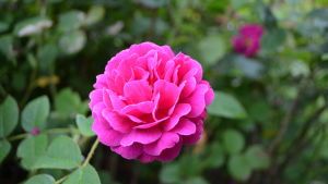 En Rosa Centifolia, alltså en ros med hundra kronblad. Den här arten är en Henri Martin från år 1863. Rosa Centifolia.