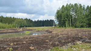 I dag är platsen en fin livsmiljö för mygg, men i framtiden också för vadare och klövvilt En blivande våtmark. Vattenfylld åkermark.