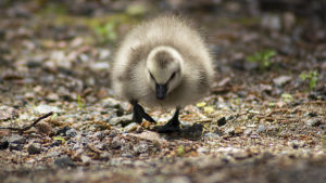 "Tiny steps towards life" heter det här fotografiet av Sara Nylund. Fotografi, Närbild på en liten dunig gåsunge som kommer gående mot kameralinsen.