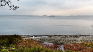 Vyn då du skogsbadar i Hangö. Klippor och du ser över ett dimmigt och grått hav. Ljung växer i förgrunden.