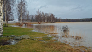 Vattennivån är fortfarande högre än vanligt morgonen efter nattens översvämningar. Stranden vid gräsmattan vid Skeppsbron i Lovisa. Gräsmattan är grön och vattnet är högre än vanligt.