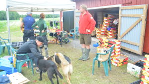 Det är full rulle på sorteringsstationen vid jordgubbslandet på Lill-Breds i Ingå. Jordgubbsplockare