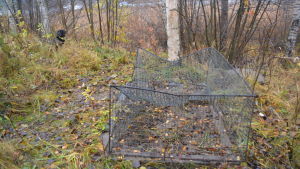 Någon har förstört mårdhundsfällan i Jägarbacken i Ekenäs. En söndrig mårdhundsfälla vid en björk i småbåtshamnen i Jägarbacken.