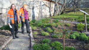 Hangö stads parkförman Merja Rönkkö och trädgårdsmästare Helena Boström-Mäkelä i fjärilsbaren intill Hangö museum. Hangö stads parkförman Merja Rönkkö och trädgårdsmästare Helena Boström-Mäkelä i fjärilsträdgården intill Hangö museum.