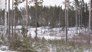 Ett skogsområde med gatubelysning men utan hus. Vinter och snö.
