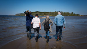 Landhöjning i Munsala. Vid lågvatten kan man vada från Storsand till ön Lotan. människor går mot en holme i grunt vatten