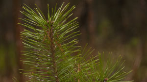 Skogen hör till en av Finlands starkaste trumfkort och genom att förädla den kunskapen kan landet och företagen nå nya framgångar. skog