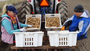 Att sätta potatis är en lätt match för Nataliia Klymyk och Vitalii Vakar som båda jobbat tidigare hos Kalle Åberg i Ingå. Nataliia Klymyk och Vitalii Vakar från Ukraina sitter bakpå en traktor och sätter potatis på en åker.