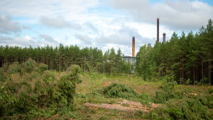 Bakom den avverkade skogen stiger Raseborgs Energis skorstenar upp bland träden som ännu finns kvar på platsen. Solparken i Ekenäs