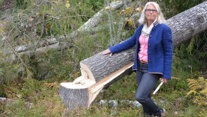 Nan Kranck är väldigt upprörd över röjningsarbetena i hennes skog. Nan Kranck vid ett av träden som fälldes för några veckor sedan.