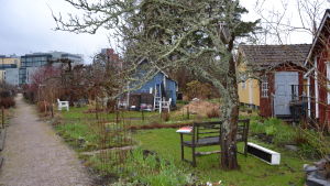 Koloniträdgården ger invånarna en möjlighet till såväl odling som rekreation. Stugor vid Brunakärr koloniträdgård.