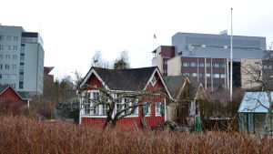 Koloniträdgården är öppen för allmänheten. En kolonistuga med kontorsbyggnader i bakgrunden.