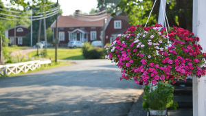 Bruket lockar årligen tusentals besökare. Den här sommaren var bruket fem gånger så populärt som andra somrar, delvis tack vare pandemins inverkan på närturismen. rosa blommor i ampel med Strömfors bruket i bakgrunden