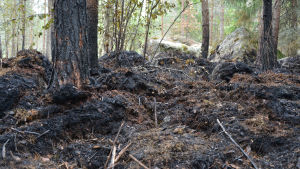 Så här kan det se ut i terrängen efter en skogsbrand. Brända träd och mark