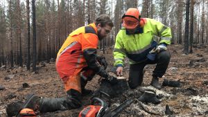 Olof och Björn Brink räknar årsringarna på tallen som de nyss fällt. Två skogsarbetare med skyddsutrustning inspekterar en stubbe i en brandhärjad skog.