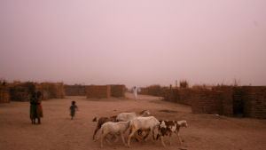 Flyktingar från Darfur vallar får och jätter i ett läger i grannlandet Tchad. Flyktingar från Darfur vallar jätter i ett flyktigläger i grannlandet Tchad