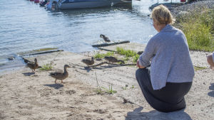 Också djur kan lida av hetta, speciellt utsatta är hundar. Chita Wahlroos sitter på stranden med gräsänder