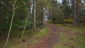 Den här stigen skulle passa bra för terrängcykling eftersom den inte har mycket rötter (arkivbild). Skogsvägen till Villa Kolkka är smal eftersom den användes av hästvagnar.